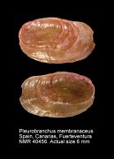 Pleurobranchus membranaceus
